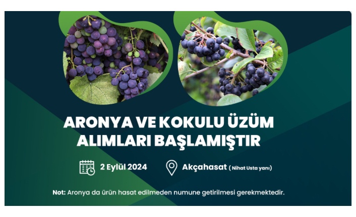 AKÇAHASAT TESİSİ’NDE KOKULU ÜZÜM VE ARONYA ALIMLARI BAŞLIYOR